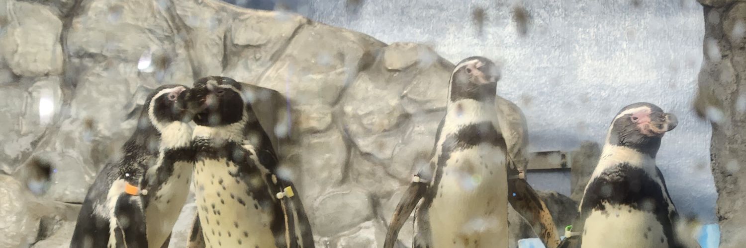 pentikun's profile banner image