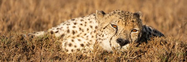 wildlifeact Profile Banner