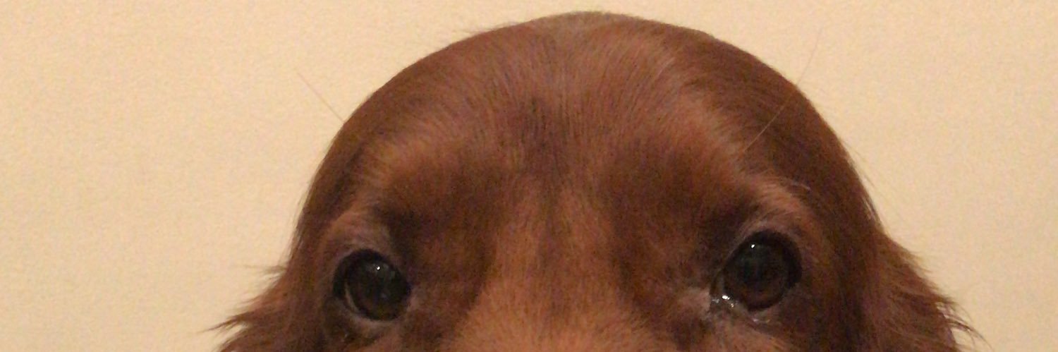 Uscher Anchl Nissim Leib banner