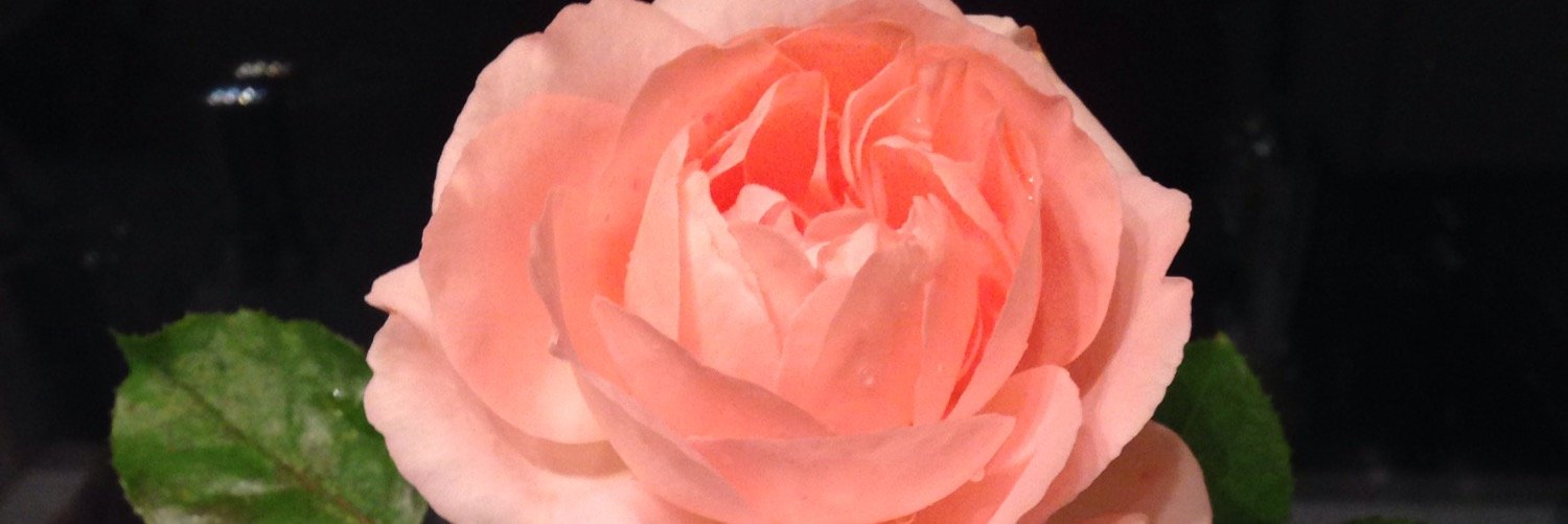 BirgitWaldhauer's profile banner image