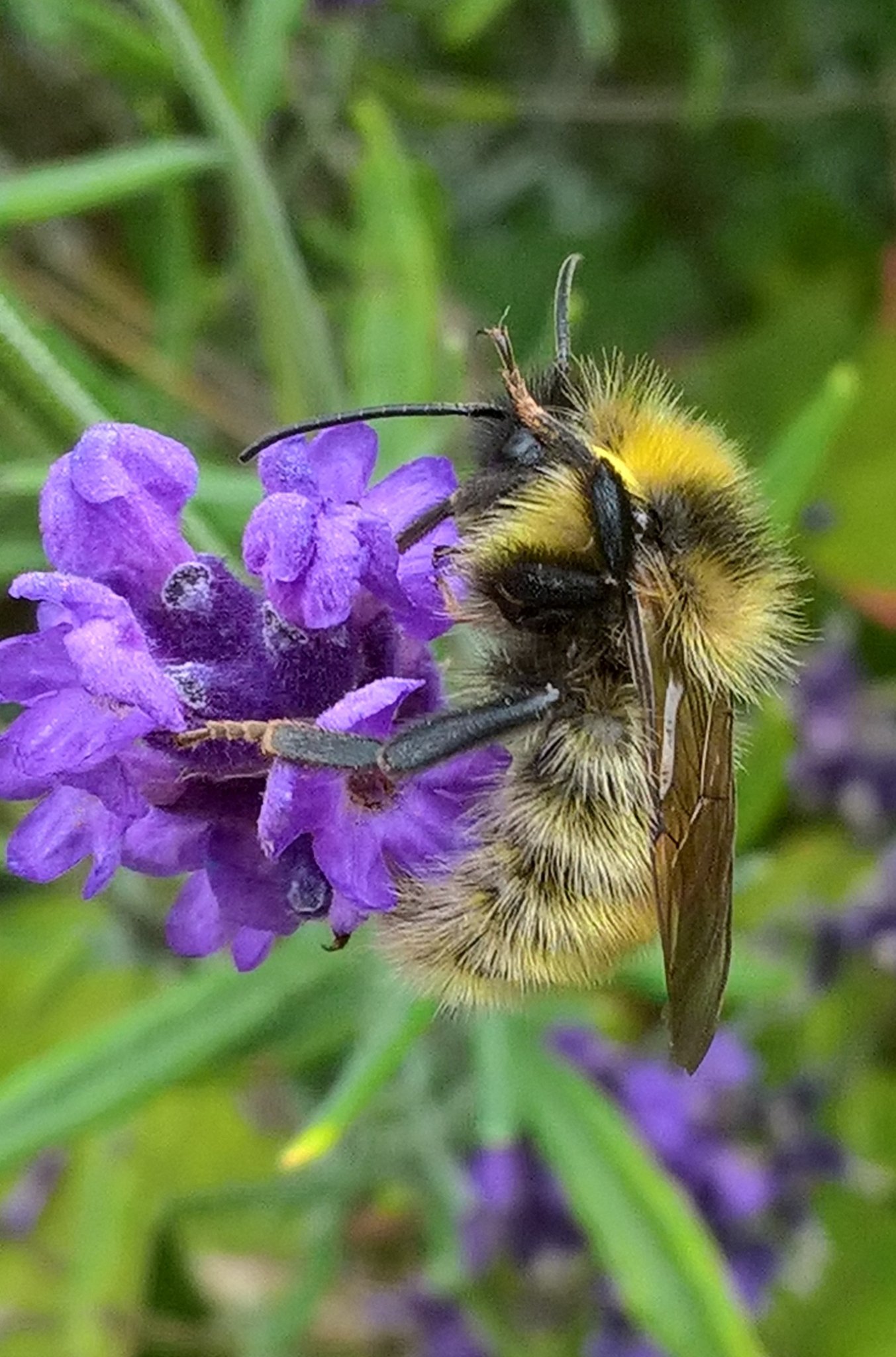 David Adamson banner