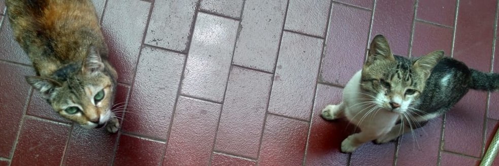 NVD - bukan merk baju banner