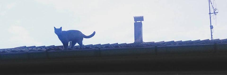 SilviaJun's profile banner image
