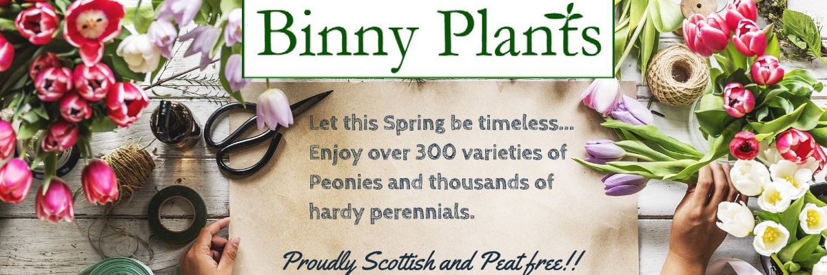 Binnyplants's profile banner image
