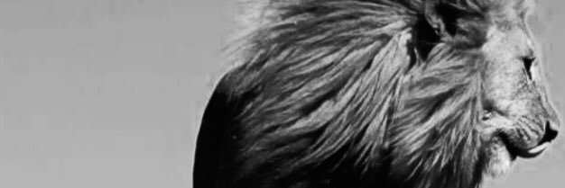 YRRD99's profile banner image