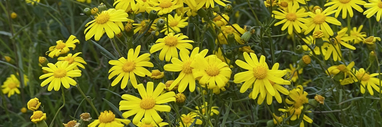 فجر مفرج الخليفة banner