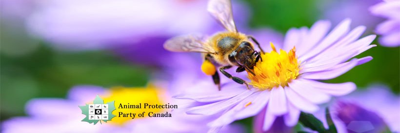 AnimalProtectCA's profile banner image