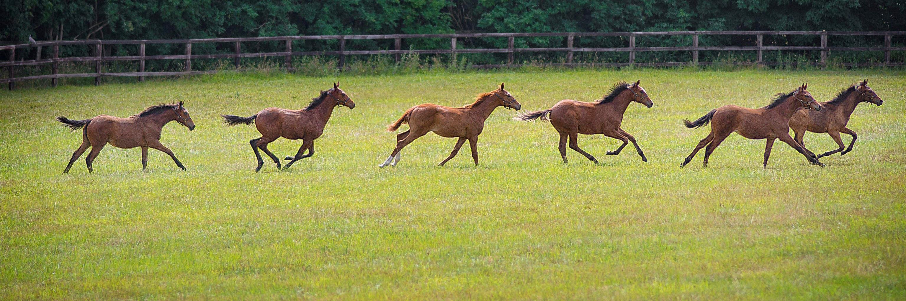 Lanwades Stud banner