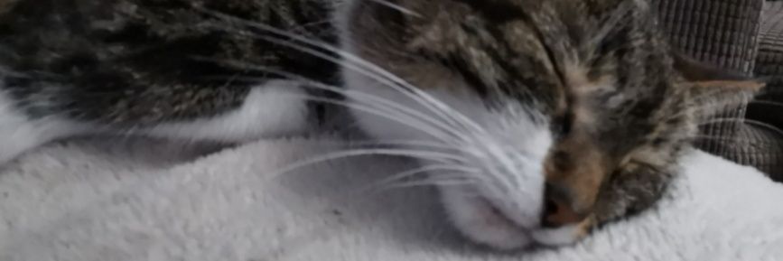 Rachel Brooks banner