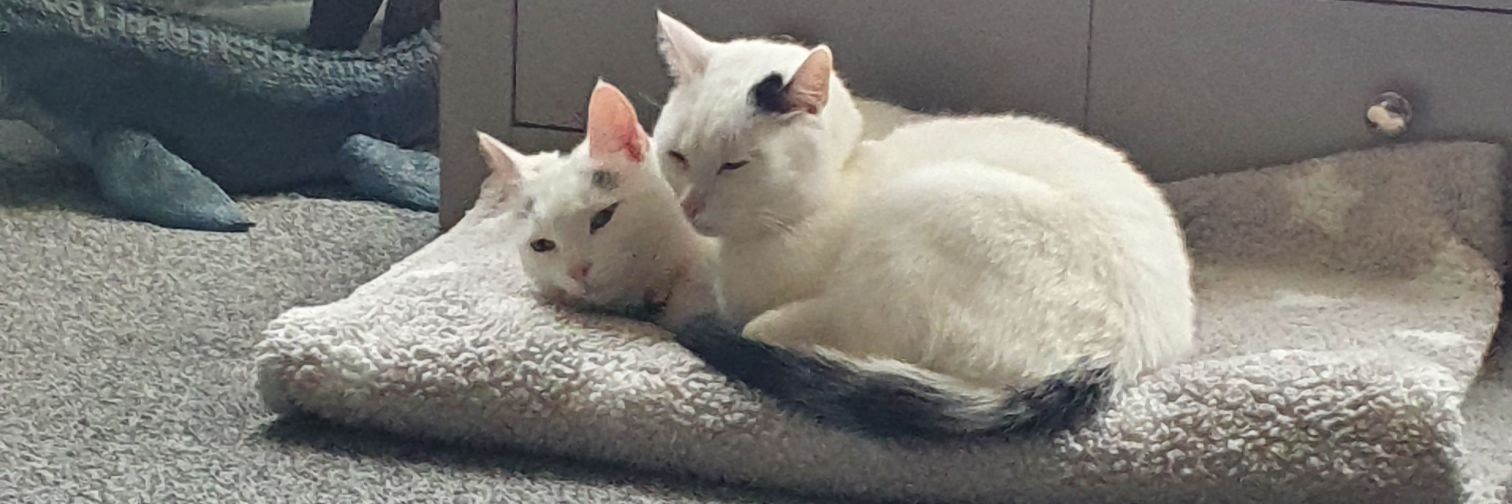 aimayyyy's profile banner image