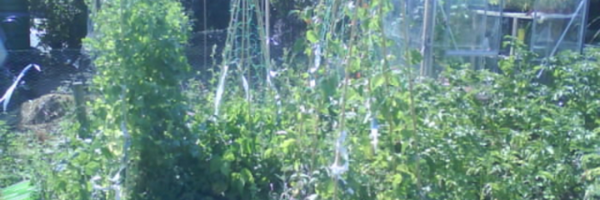 lyzchambers Profile Banner