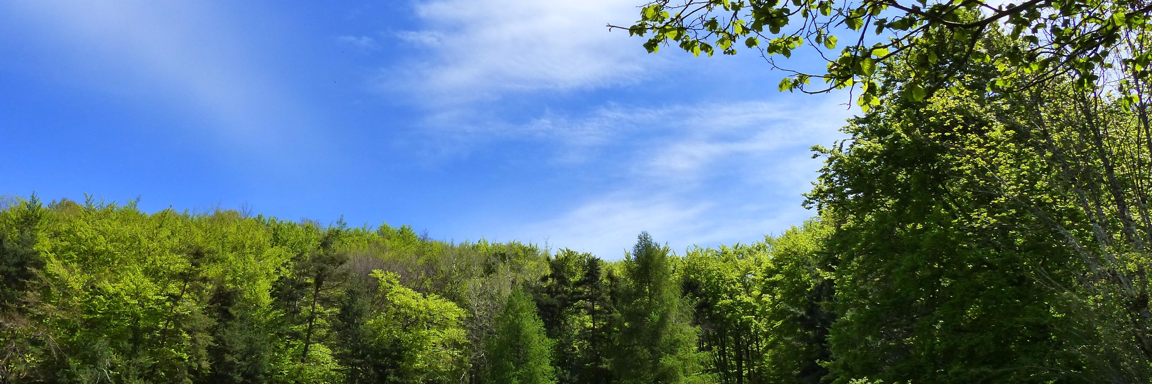 Foro de Bosques y Cambio Climático banner