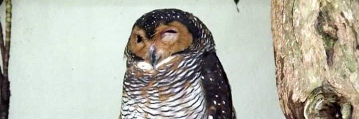 batool_farah's profile banner image