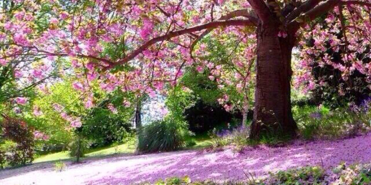 Rolline O'Callaghan banner