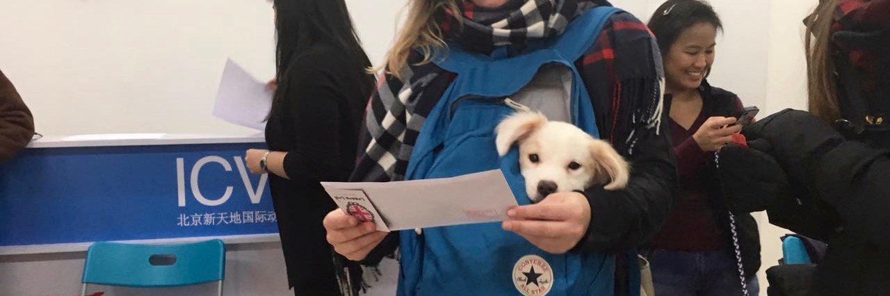 ICVS Animal Hospital banner