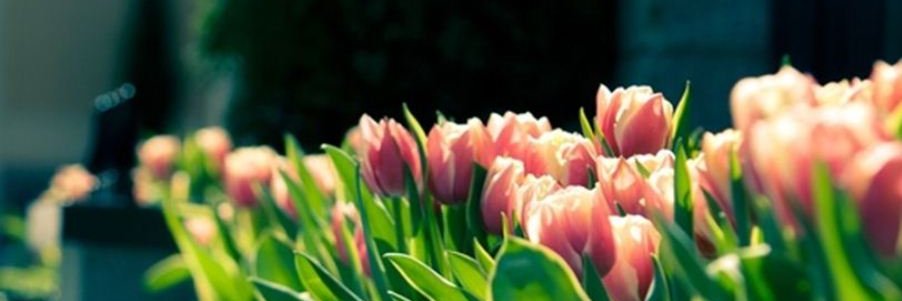 CJ Topher 💙🌻✌🏻 banner