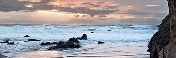 tricerabloom's profile banner image
