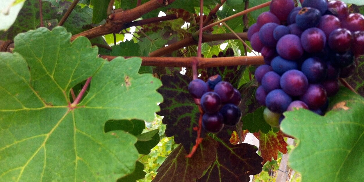 Victoria Daskal banner