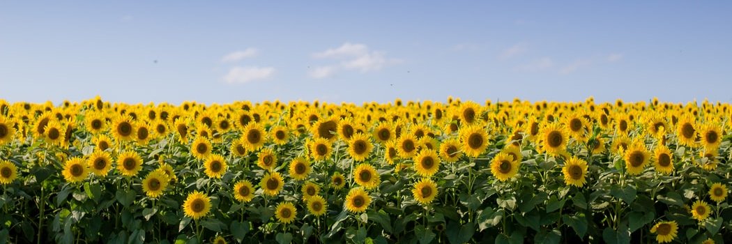 ilariamadd's profile banner image