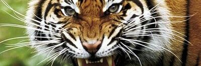 THAYGER2114's profile banner image