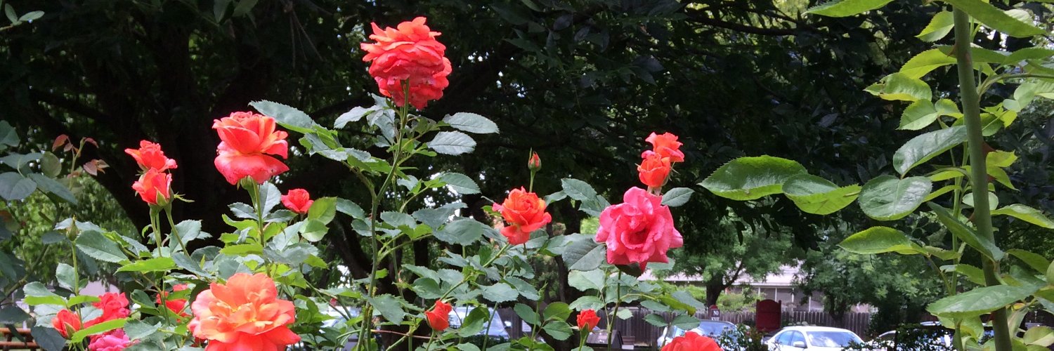 PamMcCurry's profile banner image