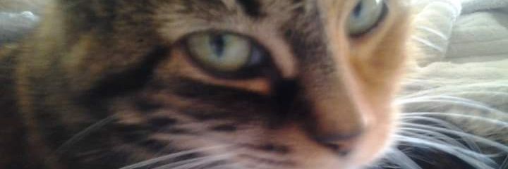 petalsrs's profile banner image