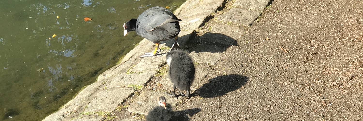 batterseapark's profile banner image