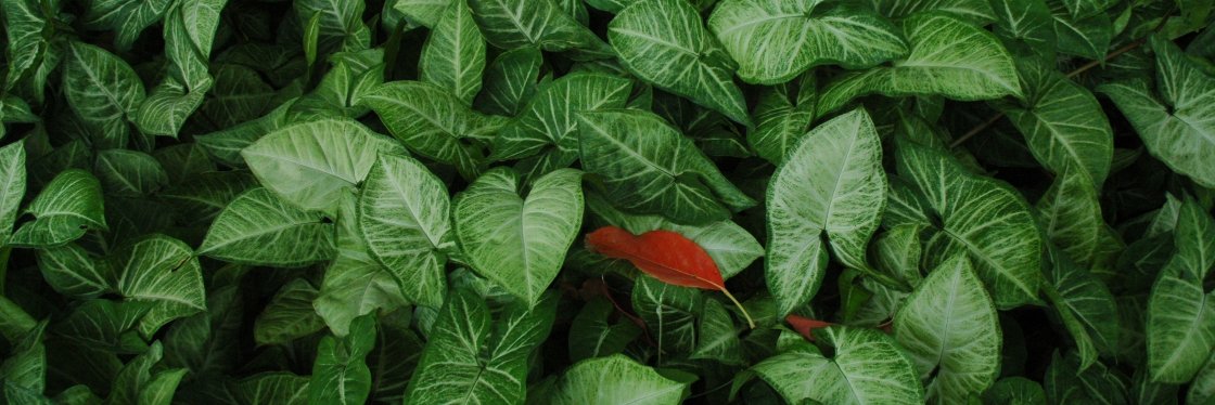 Institute of the Environment uOttawa banner
