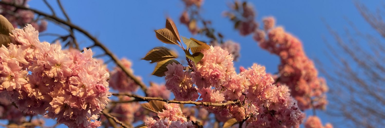 Catherine Donnelly banner