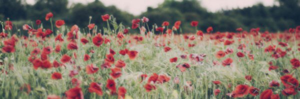 JoyHeisel Profile Banner