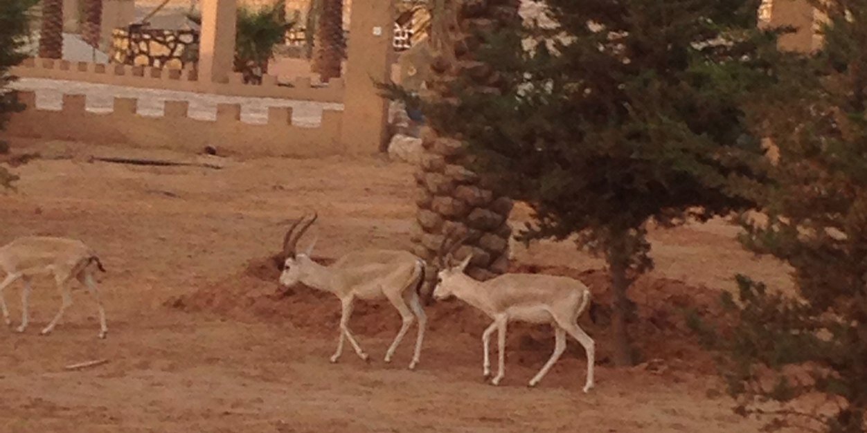 🇸🇦 عبدالله العنزي banner