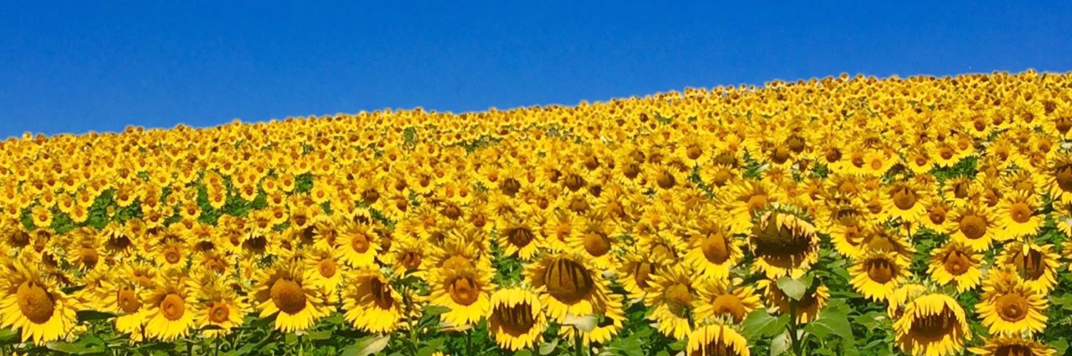 OneTreeGirl's profile banner image