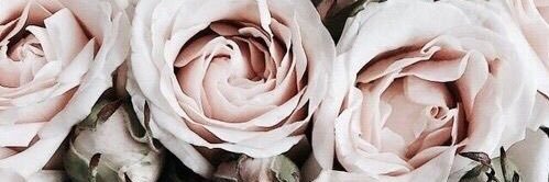 plantIover's profile banner image