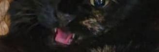 CAMCARLEY's profile banner image