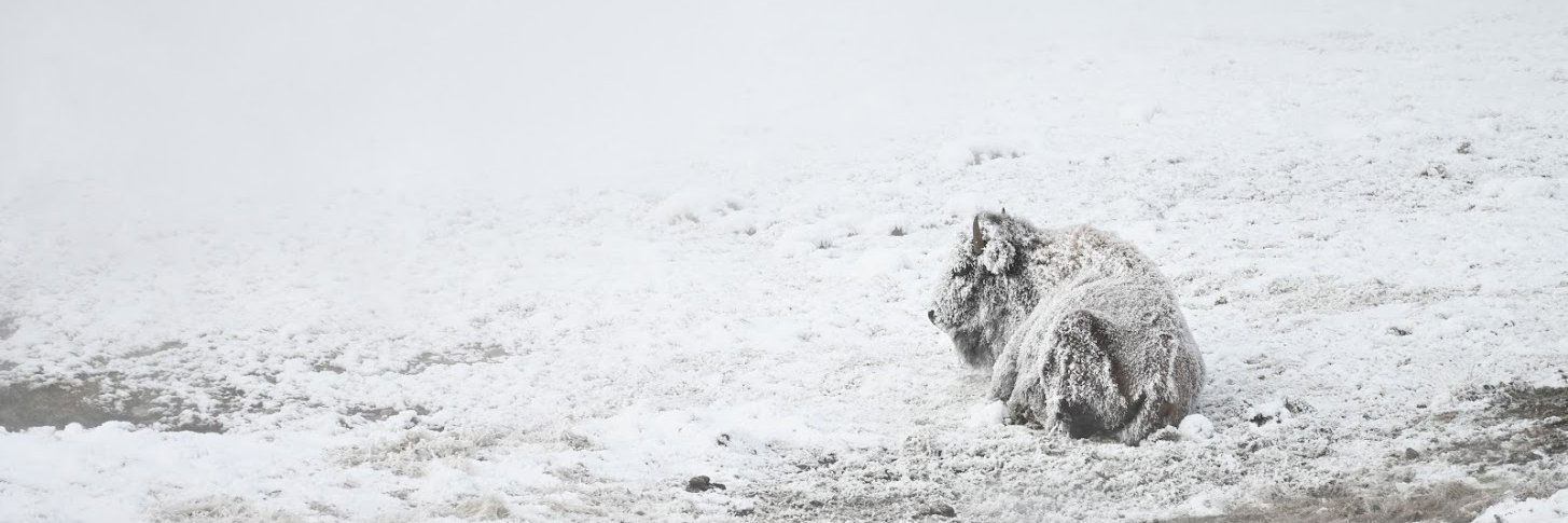 yoconman2's profile banner image