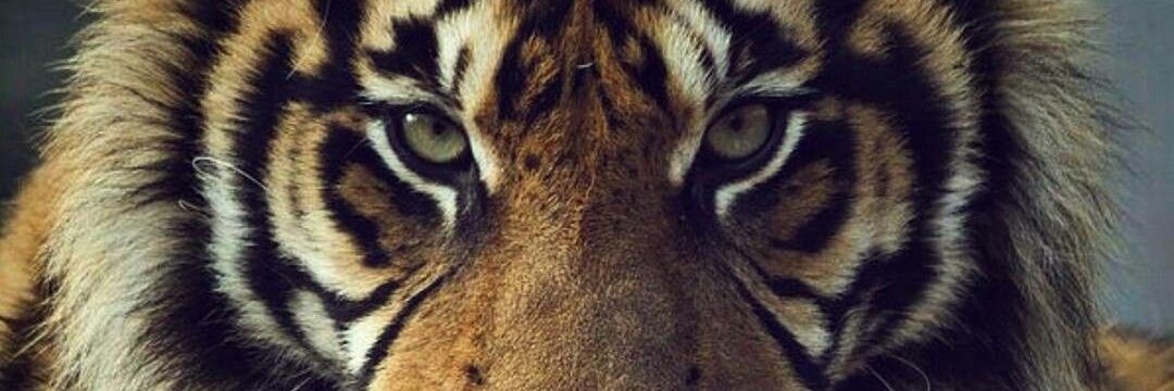 nitingore_'s profile banner image