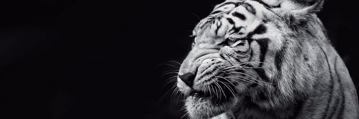 rohitraina's profile banner image