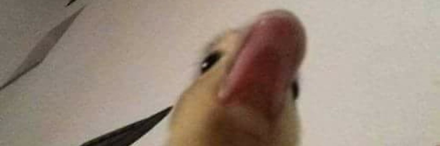 Jennimo banner