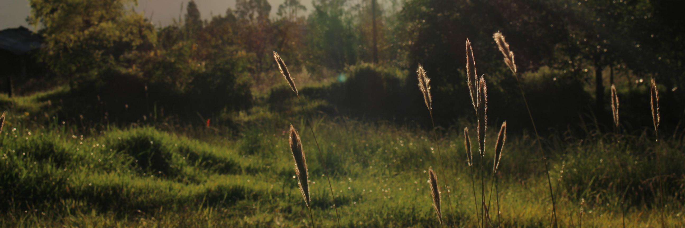 ilusomapache's profile banner image
