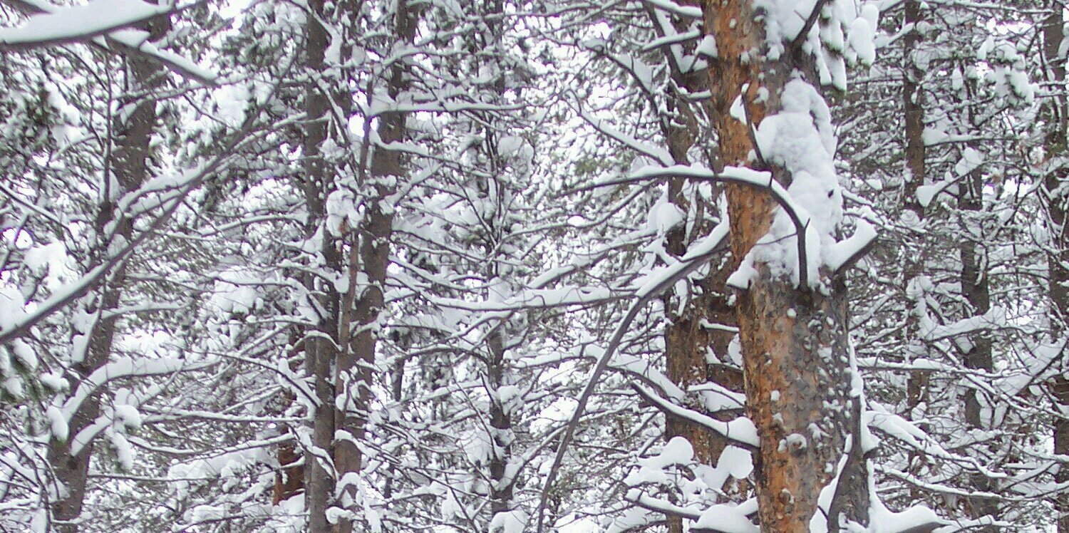 patternut's profile banner image
