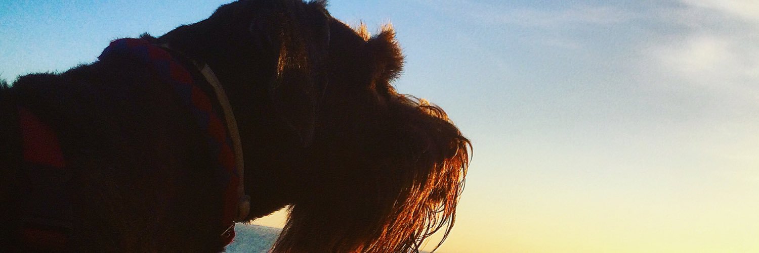 perroflamenco's profile banner image