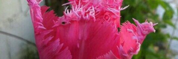 rrivera9 Profile Banner