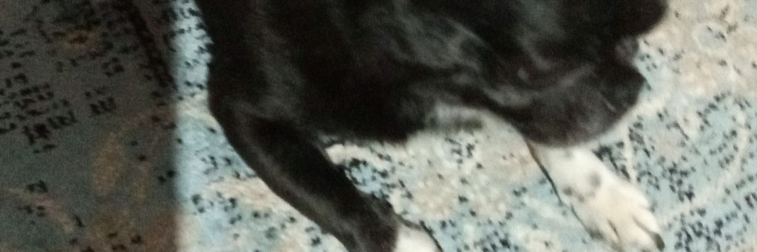 lczmello's profile banner image