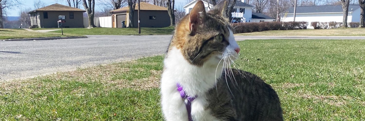 LeaderOfCats's profile banner image