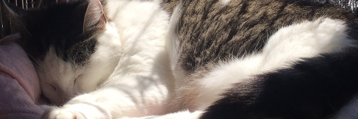 Alaina_Powell15's profile banner image