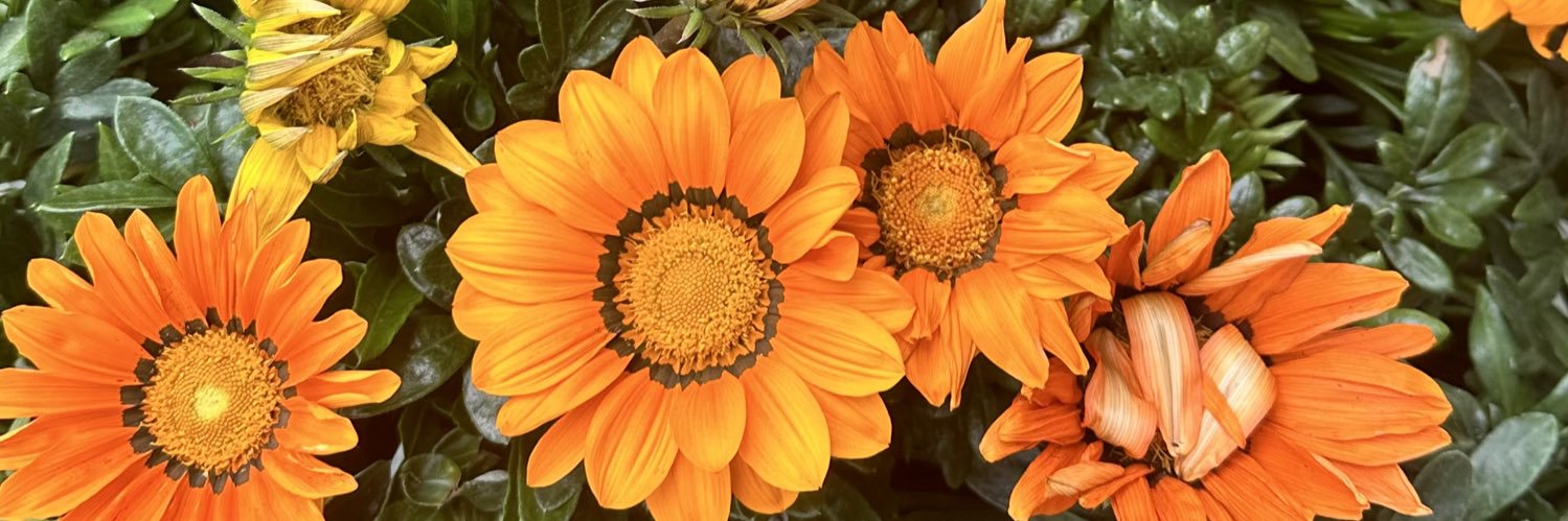 pl_farah's profile banner image