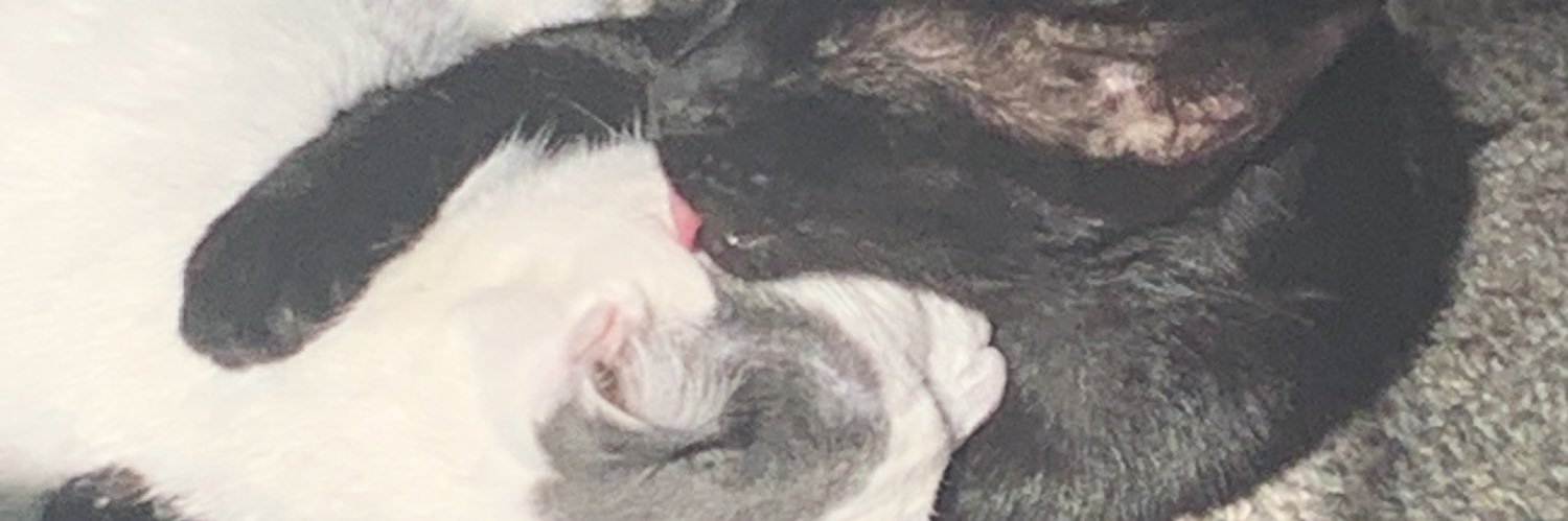 EstepSavannah's profile banner image