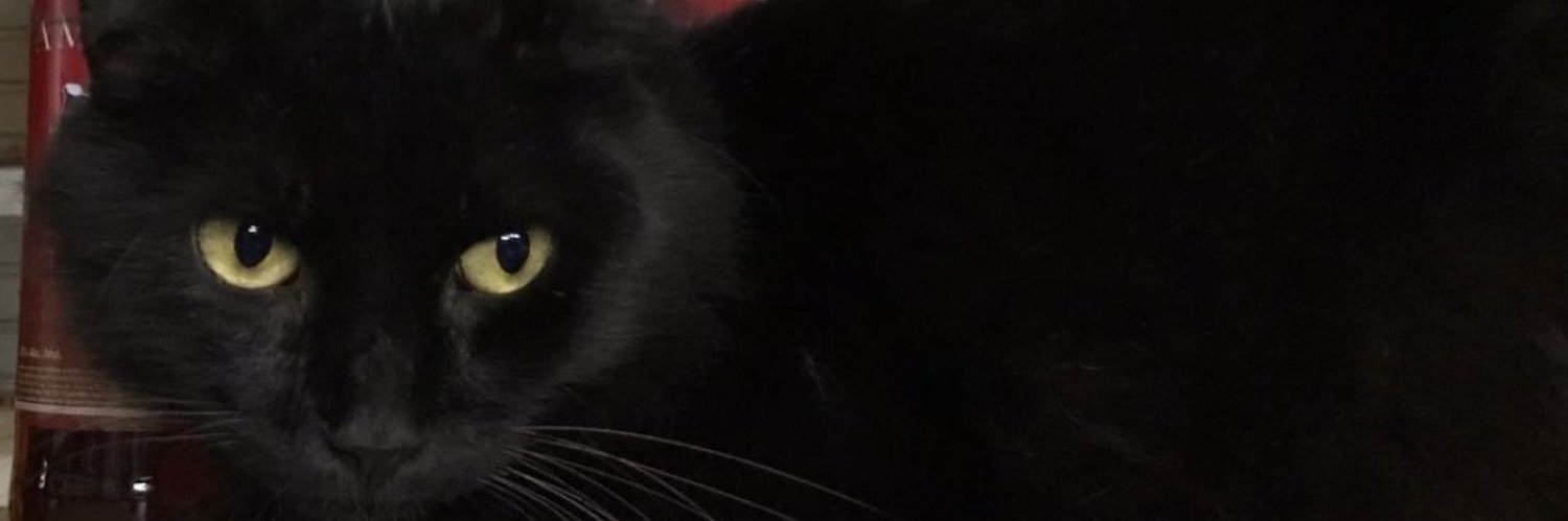 artdecoo__'s profile banner image