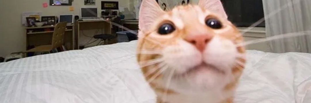 OriginalStrudel's profile banner image