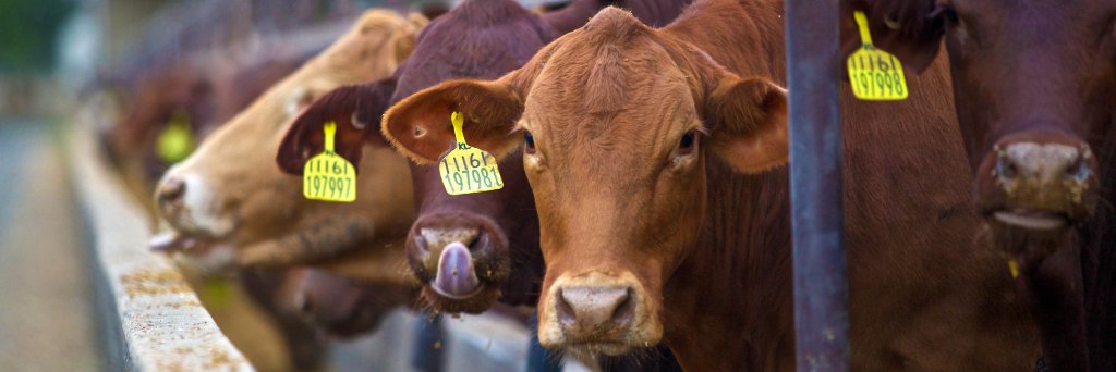 Australian Lot Feeders’ Association (ALFA) banner
